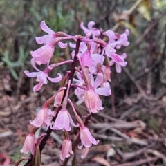 Dipodium roseum (Rosy Hyacinth Orchid) at Namadgi National Park - 17 Feb 2024 by BethanyDunne