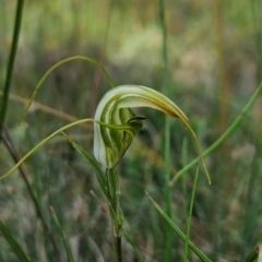 Diplodium laxum (Antelope greenhood) at Cotter River, ACT - 17 Feb 2024 by BethanyDunne