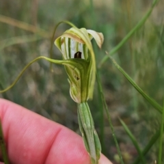 Diplodium laxum at Namadgi National Park - 17 Feb 2024