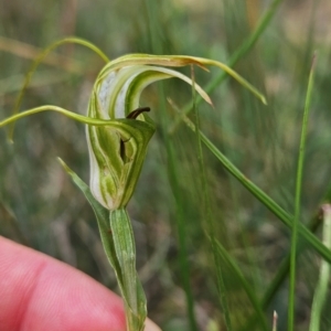 Diplodium laxum at Namadgi National Park - 17 Feb 2024