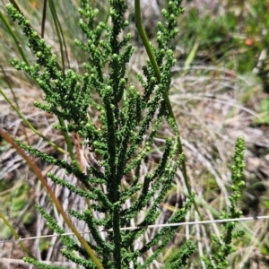 Olearia algida at Namadgi National Park - 17 Feb 2024