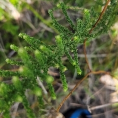 Olearia algida at Namadgi National Park - 17 Feb 2024