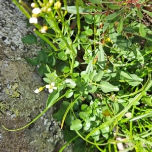 Cardamine lilacina at Bimberi Nature Reserve - 17 Feb 2024