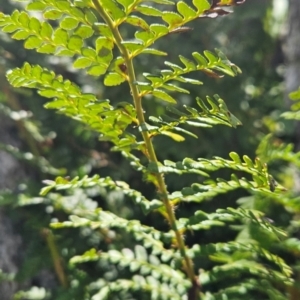 Polystichum proliferum at Bimberi Nature Reserve - 17 Feb 2024 12:05 PM