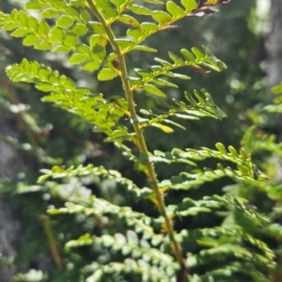 Polystichum proliferum (Mother Shield Fern) at Bimberi, NSW - 17 Feb 2024 by BethanyDunne