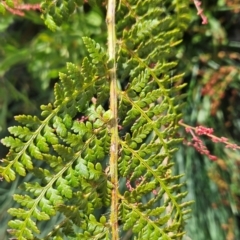 Polystichum proliferum at Bimberi Nature Reserve - 17 Feb 2024 12:05 PM