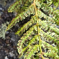 Polystichum proliferum at Bimberi Nature Reserve - 17 Feb 2024