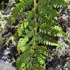 Polystichum proliferum at Bimberi Nature Reserve - 17 Feb 2024 12:05 PM