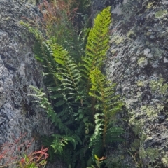 Polystichum proliferum at Bimberi Nature Reserve - 17 Feb 2024