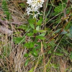 Stackhousia monogyna (Creamy Candles) at Namadgi National Park - 17 Feb 2024 by BethanyDunne