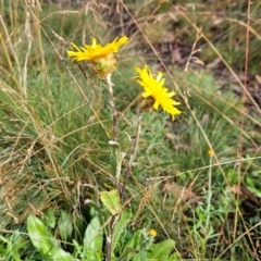 Podolepis robusta (Alpine Podolepis) at Namadgi National Park - 17 Feb 2024 by BethanyDunne