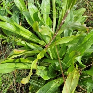 Podolepis robusta at Namadgi National Park - 17 Feb 2024