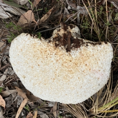 Laetiporus portentosus (White Punk) at Hall, ACT - 13 Feb 2024 by strigo