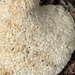 Laetiporus portentosus at Hall, ACT - 14 Feb 2024