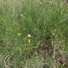 Tricoryne elatior (Yellow Rush Lily) at The Pinnacle - 6 Feb 2024 by pinnaCLE