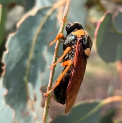 Perga sp. (genus) (Sawfly or Spitfire) at Hall, ACT - 16 Feb 2024 by strigo