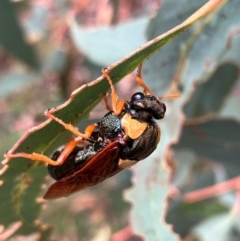 Perga sp. (genus) at Hall, ACT - 17 Feb 2024 10:09 AM