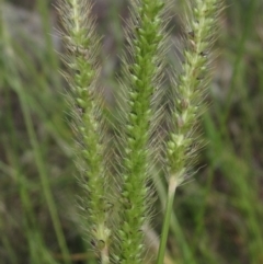 Setaria parviflora (Slender Pigeon Grass) at Weetangera, ACT - 6 Feb 2024 by pinnaCLE