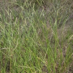 Setaria parviflora at The Pinnacle - 6 Feb 2024 01:45 PM