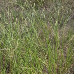 Setaria parviflora at The Pinnacle - 6 Feb 2024