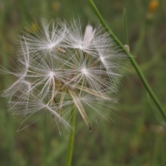 Chondrilla juncea (Skeleton Weed) at Weetangera, ACT - 6 Feb 2024 by pinnaCLE