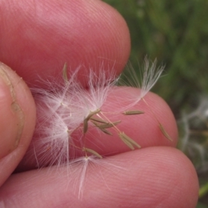 Chondrilla juncea at The Pinnacle - 6 Feb 2024