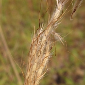 Bothriochloa macra at The Pinnacle - 6 Feb 2024