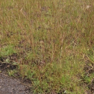 Bothriochloa macra at The Pinnacle - 6 Feb 2024 01:55 PM