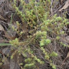 Paronychia brasiliana (Brazilian Whitlow) at Weetangera, ACT - 6 Feb 2024 by pinnaCLE