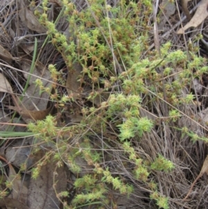 Paronychia brasiliana at The Pinnacle - 6 Feb 2024