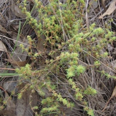 Paronychia brasiliana (Brazilian Whitlow) at Weetangera, ACT - 6 Feb 2024 by pinnaCLE