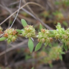 Paronychia brasiliana at The Pinnacle - 6 Feb 2024