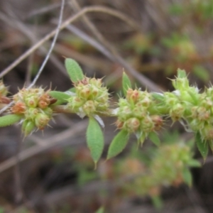 Paronychia brasiliana at The Pinnacle - 6 Feb 2024