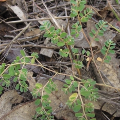 Euphorbia dallachyana (Mat Spurge, Caustic Weed) at The Pinnacle - 6 Feb 2024 by pinnaCLE