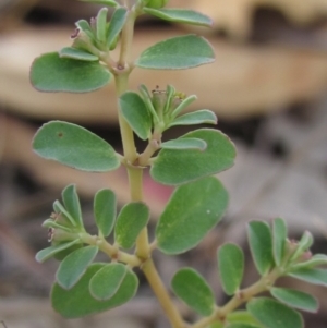 Euphorbia dallachyana at The Pinnacle - 6 Feb 2024 03:44 PM