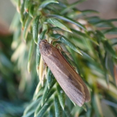 Scoliacma (genus) at Murrumbateman, NSW - 16 Feb 2024 by SimoneC