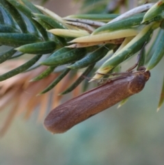 Scoliacma (genus) at Murrumbateman, NSW - 16 Feb 2024