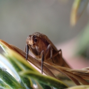 Scoliacma (genus) at Murrumbateman, NSW - 16 Feb 2024