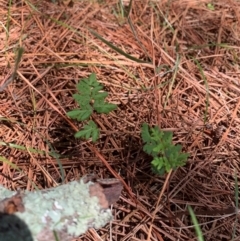 Cheilanthes sieberi subsp. sieberi (Narrow Rock Fern) at Tuggeranong Pines - 17 Feb 2024 by MattS