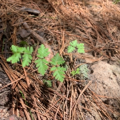 Cheilanthes (genus) (Rock Fern) at Tuggeranong Pines - 17 Feb 2024 by MattS