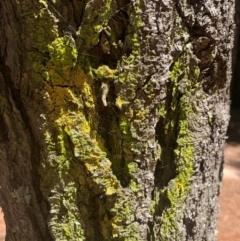 Candelariella sp. at Tuggeranong Pines - 17 Feb 2024 by MattS