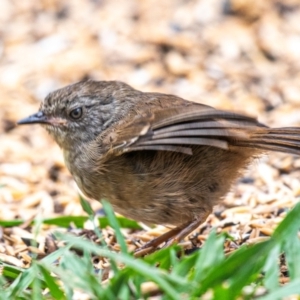 Sericornis frontalis at Drouin West, VIC - suppressed