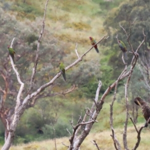 Platycercus elegans at Tharwa, ACT - 16 Feb 2024