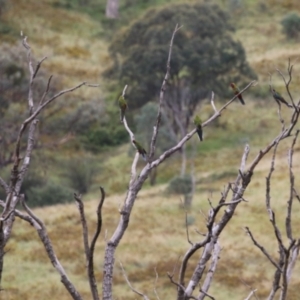 Platycercus elegans at Tharwa, ACT - 16 Feb 2024