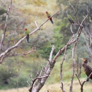 Platycercus elegans at Tharwa, ACT - 16 Feb 2024