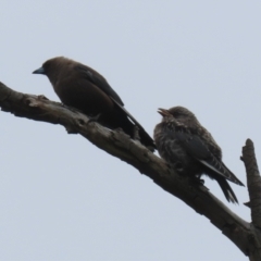 Artamus cyanopterus cyanopterus (Dusky Woodswallow) at Tharwa, ACT - 16 Feb 2024 by RodDeb