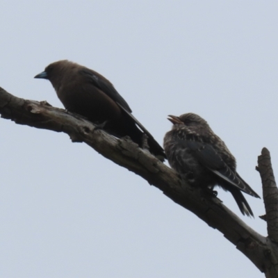 Artamus cyanopterus cyanopterus (Dusky Woodswallow) at Tharwa, ACT - 16 Feb 2024 by RodDeb