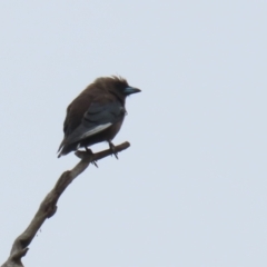 Artamus cyanopterus at Tharwa, ACT - 16 Feb 2024 11:50 AM