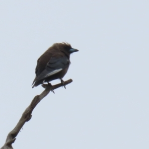 Artamus cyanopterus at Tharwa, ACT - 16 Feb 2024 11:50 AM