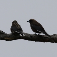 Artamus cyanopterus at Tharwa, ACT - 16 Feb 2024 11:50 AM